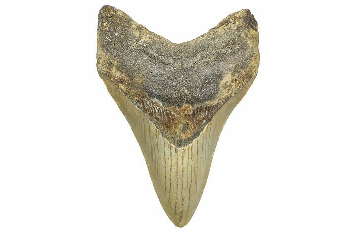 Serrated, Fossil Megalodon Tooth - North Carolina #343422